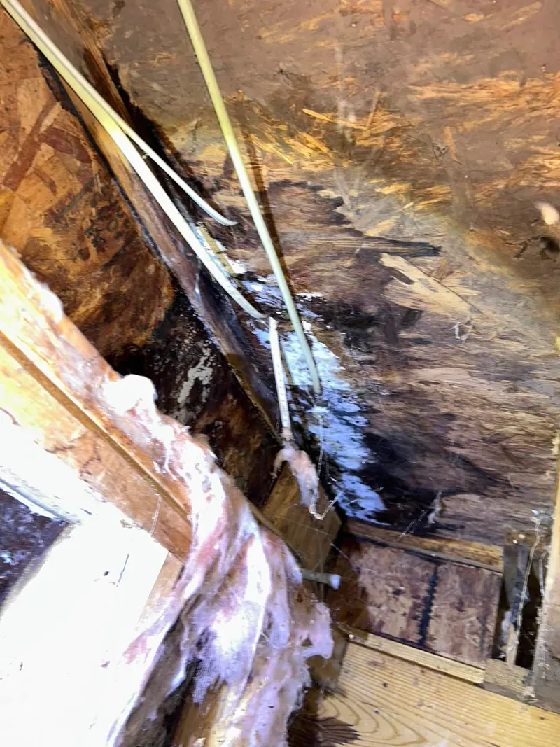 Dark mold and water staining on wood framing and sheathing with pink fiberglass insulation