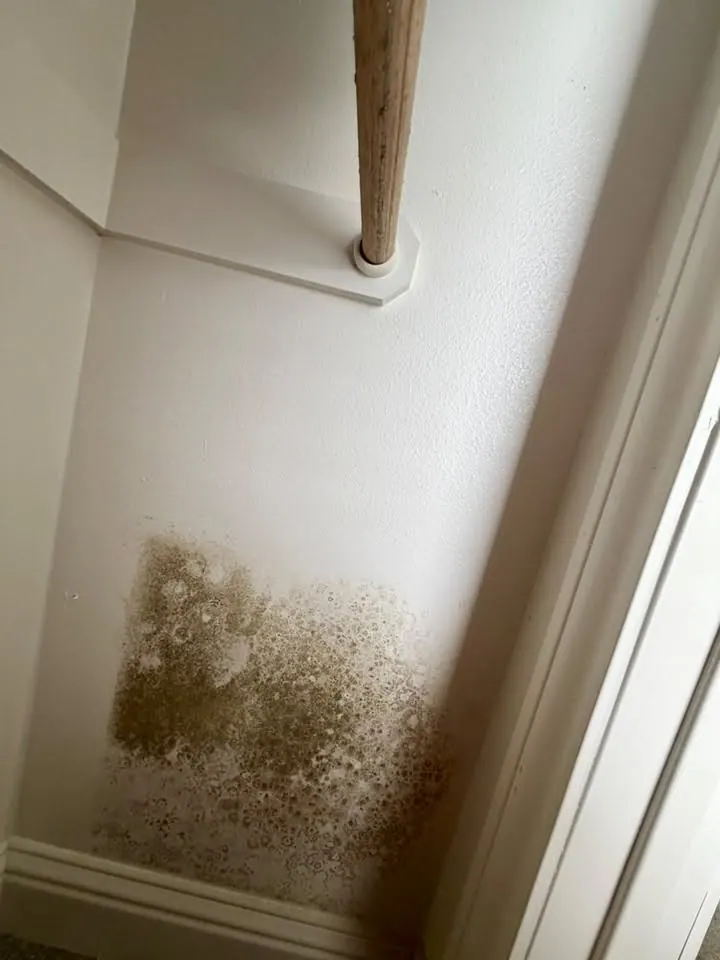Mold growth in the lower corner of a small closet wall near the floor