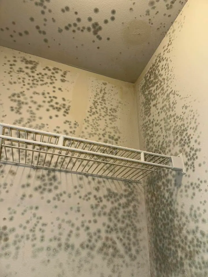 Mold spots covering the walls and ceiling of a small closet above a wire shelf