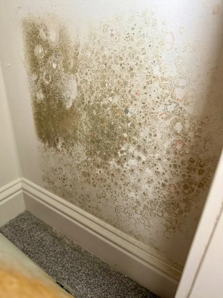 Large patch of mold on a painted wall above the baseboard in a carpeted room